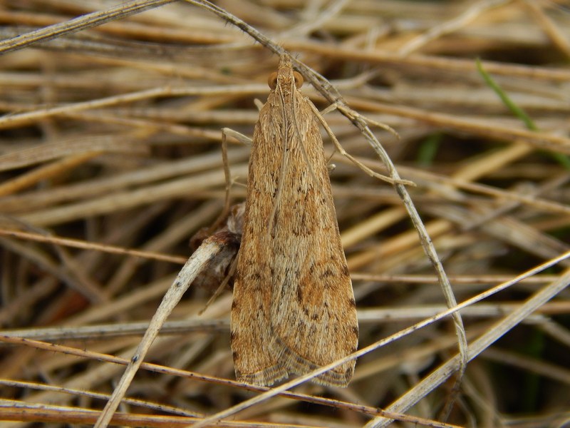 Nomophila noctuella?